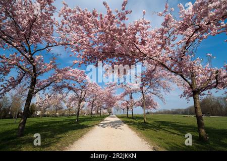 Parklandschaft, mit Zierkirschen gesäumter Pfad (Prunus sp.), Laupheim, Deutschland Stockfoto