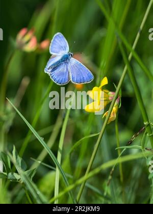 Gemeiner Blau, männlich im Flug, Polyommatus ikarus, Oberbayern, Deutschland Stockfoto