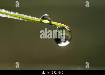 Tautropfen auf Gras, Wassertropfen, Bayern, Deutschland Stockfoto