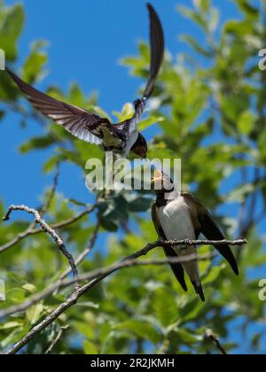 Schwalbenfütterung in der Scheune (Hirundo rustica), Deutschland, Europa Stockfoto