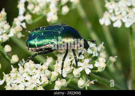 Rosenscheuer auf Blüte (Cetonia aurata), Bayern, Deutschland Stockfoto