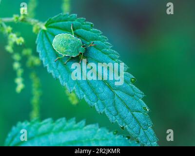 Grüner Stinkkäfer (Palomena prasina), Nymphe auf Nesselblatt, Bayern, Deutschland Stockfoto