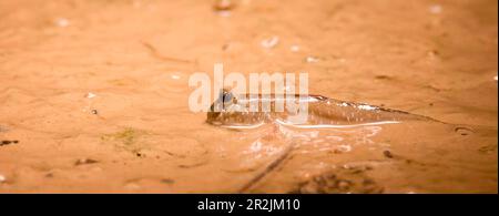 Periophthalmus barbarus krabbelt über Sand und Schlamm und hofft auf einen Partner, das beste Foto. Stockfoto