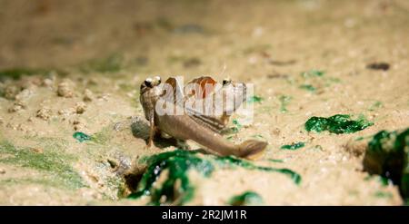 Periophthalmus barbarus krabbelt über Sand und Schlamm und hofft auf einen Partner, das beste Foto. Stockfoto