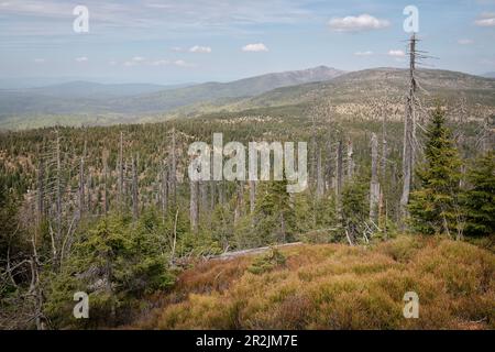 Blick von Lusen auf tote Bäume im Nationalpark Bayerischer Wald, Bayern Stockfoto