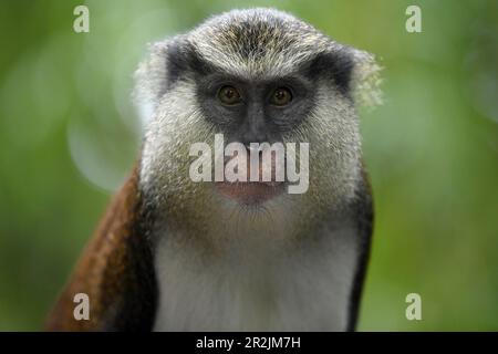 Mona Monkey (Cercopithecus mona) auf einem Baum am Grand Etang Lake, in der Nähe des Grand Etang Lake, St. Andrew, Grenada, Karibik Stockfoto