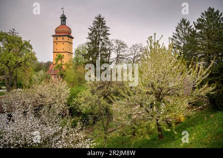 Blühende Obstbäume und das Segringer Tor, die historische Altstadt von Dinkelsbühl am Wörnitz (Fluss), die Romantische Straße, das Viertel Ansbach, Mittelfrankreich Stockfoto