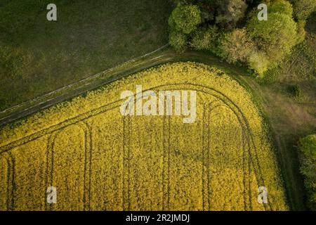 Landwirtschaftliche Traktorspuren auf dem Feld bei Langenau, Baden-Württemberg, Deutschland, Luftbild Stockfoto