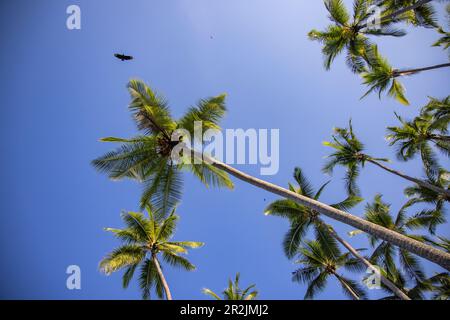 Sie sehen Kokosnussbäume mit vorbeiziehenden Vögeln, Isla Tortuga, Puntarenas, Costa Rica, Mittelamerika Stockfoto