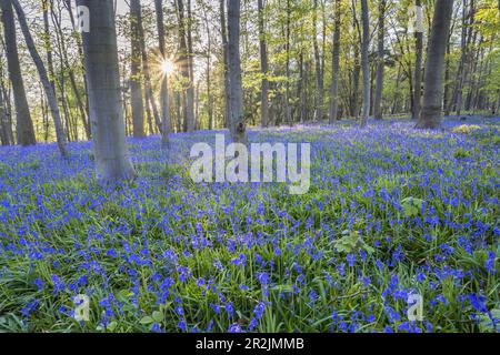 Bluebells im Wald bei Hückelhoven, Nordrhein-Westfalen Stockfoto