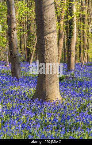 Bluebells im Wald bei Hückelhoven, Nordrhein-Westfalen Stockfoto