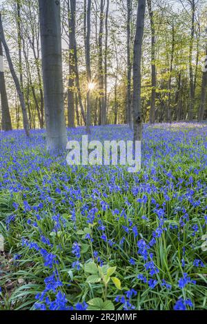 Bluebells im Wald bei Hückelhoven, Nordrhein-Westfalen Stockfoto