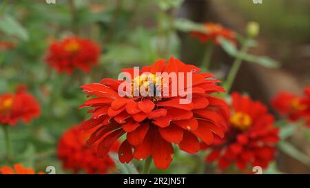 Trigona-Bienen sammeln Nektar von Zinnia-Blumen, die morgens blühen. Stockfoto