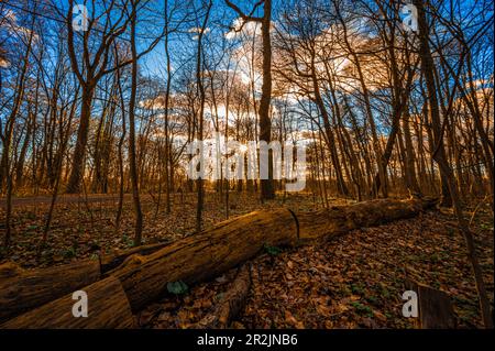 Sonnenstern bei Sonnenuntergang im Februar in einem blattlosen Mischwald mit einem toten Baumstamm im Vordergrund, Hannover, Niedersachsen, Deutschland Stockfoto