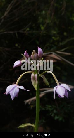 Spathoglottis plicata in der Natur. Purple Ground Orchideen gefunden in Kalimantan-Indonesien. Natürliche Hintergrundnutzung. Aufrecht liegend. Stockfoto