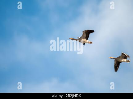 Graugänse (Anser anser) im Natura-2000-Gebiet Weidmoos, restauriertes Moor in Salzburg, Österreich Stockfoto