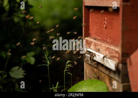 Bienen betreten ihren Bienenstock in den Gärten des Buckingham Palace in London. Foto: Donnerstag, 18. Mai 2023. Stockfoto