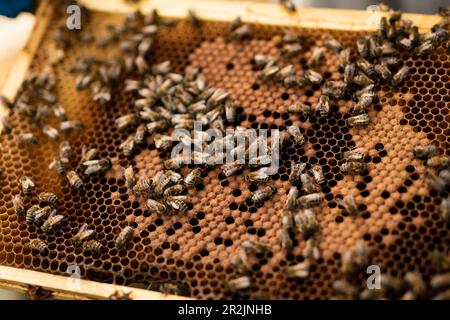 Imker und Bienenstöcke in den Gärten des Buckingham Palace in London. Foto: Donnerstag, 18. Mai 2023. Stockfoto