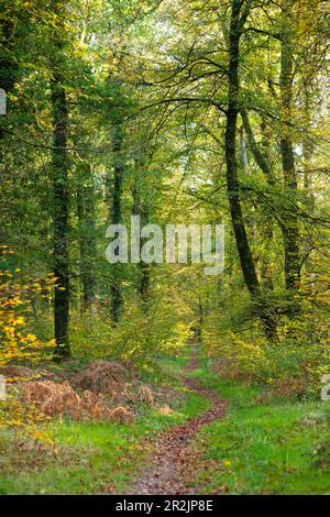 Einsamer Weg durch den Cerisy-Wald im Herbst Stockfoto