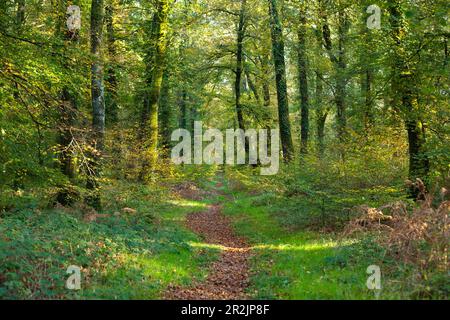 Einsamer Weg durch den Cerisy-Wald im Herbst Stockfoto