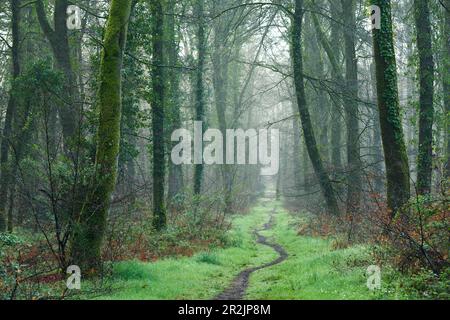 Pfad durch den Wald von Cerisy im Frühling. Calvados, Normandie Stockfoto