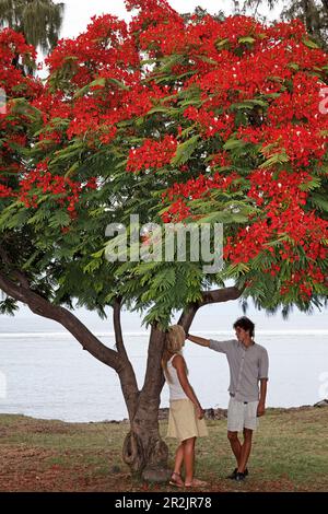 Ein paar steht unter einem extravaganten Baum in Saint-Leu, La Réunion, Indischer Ozean Stockfoto