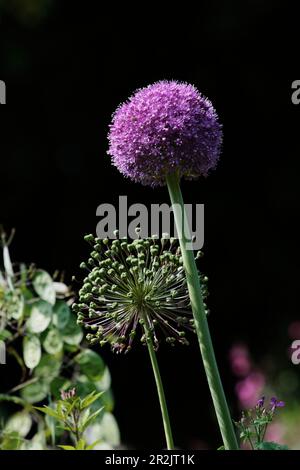 Blühende Allium, Jardins de Claude Monet, Giverny, Normandie, Frankreich Stockfoto