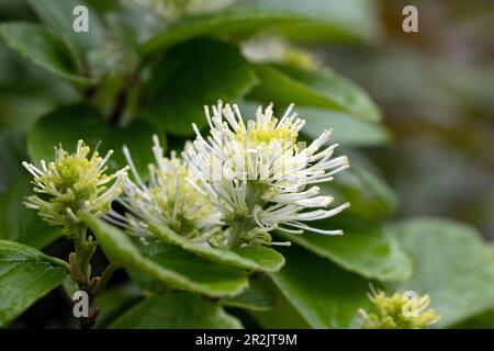 Berghexe Ältester in blühender Makro Nahaufnahme. Fothergilla Major Stockfoto