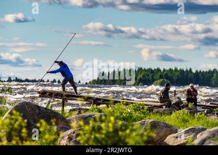 Traditionelle lokale Fischerei mit langen Netzen. Stromschnellen von Kukkolankoski am Torne ELV, Tornio, Finnland Stockfoto