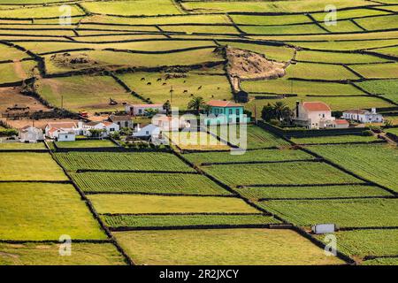 Einzelne Häuser und Felder mit Kühen auf der Azoren-Insel Terceira Stockfoto