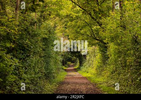 Ein einsamer, malerischer Wanderweg, gesäumt von grünen Blättern wie eine Allee in Hessen Stockfoto