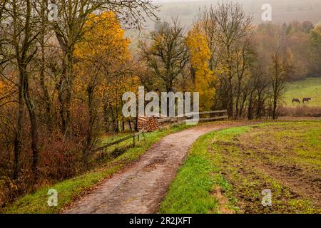 Eine mit Bäumen und Sträuchern in herbstlichen Farben gesäumte Bauernstraße führt in der ländlichen Gegend einen Hügel hinunter Stockfoto