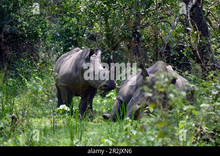 Uganda; Zentral-Uganda im Nakasongola Distrikt; südlich der Straße von Kampala nach Masindi bei Nakitoma; Ziwa Rhino Sanctuary; der junge weiße Rhi Stockfoto