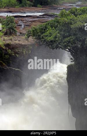 Uganda; nördliche Region an der Grenze zur westlichen Region; Murchison Falls National Park; auf dem Victoria Nil; der sprühende und donnernde Whirlpool Stockfoto