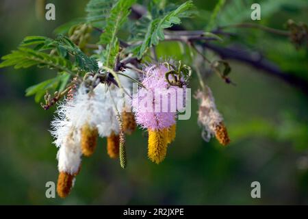 Uganda; westliche Region; Queen Elizabeth National Park; weiß-gelbe und rosa-gelbe Blüten des farbigen Katzenbusches; Unterfamilie der Mimosen-Familie Stockfoto