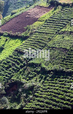 Uganda; westliche Region, südlicher Teil; Teeplantagen an den steilen Hängen nördlich des Bwindi Impenetrable Forest National Park Stockfoto