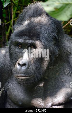 Uganda; westliche Region; Bwindi Impenetrable Forest National Park; südlicher Teil in der Nähe von Rushaga; "Silverback"; ältester männlicher Berggorilla Stockfoto