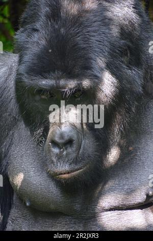 Uganda; westliche Region; Bwindi Impenetrable Forest National Park; südlicher Teil in der Nähe von Rushaga; "Silverback"; ältester männlicher Berggorilla Stockfoto