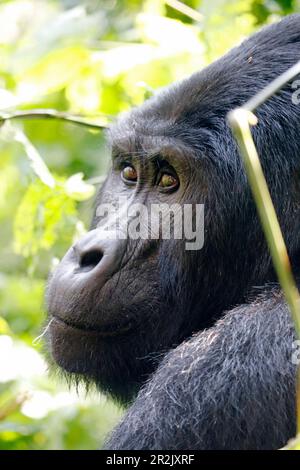 Uganda; westliche Region; Bwindi Impenetrable Forest National Park; südlicher Teil in der Nähe von Rushaga; "Silverback"; ältester männlicher Berggorilla Stockfoto