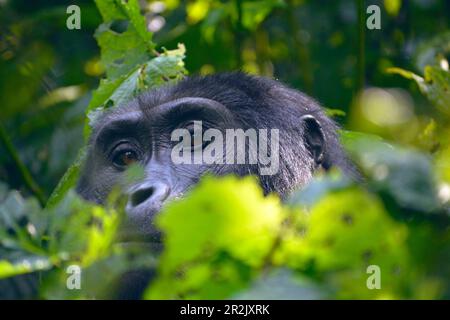 Uganda; westliche Region; Bwindi Impenetrable Forest National Park; südlicher Teil in der Nähe von Rushaga; neugieriger Berggorilla aus der Familie der Nshongi Gorilla Stockfoto