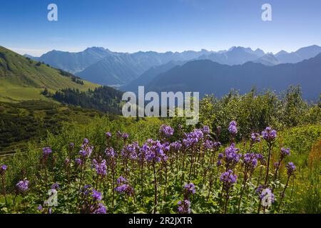 Wildblumen bei Fellhorn, bei Oberstdorf, Allgäuer Alpen, Allgäu, Bayern, Deutschland Stockfoto