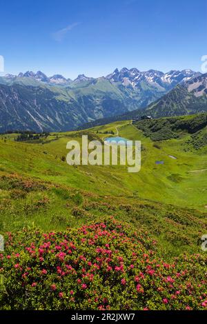 Alpenrose über dem Schlappoldsee am Fellhorn, bei Oberstdorf, Allgäuer Alpen, Allgäu, Bayern, Deutschland Stockfoto