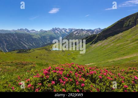 Alpenrose über dem Schlappoldsee am Fellhorn, bei Oberstdorf, Allgäuer Alpen, Allgäu, Bayern, Deutschland Stockfoto