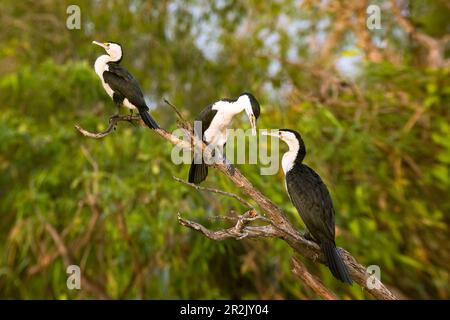 Drei Rattenkormorane (Phalacrocorax varius) auf einem Ast im Northern Territory, Australien Stockfoto