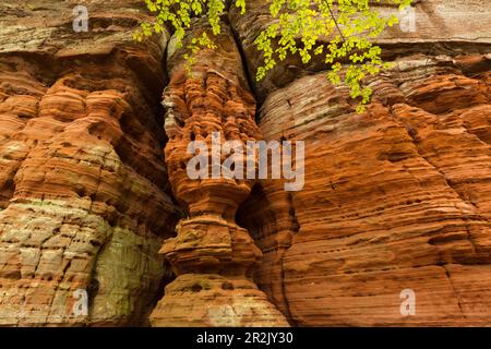 Altschlossfelsen, bei Eppenbrunn, Pfälzerwald, Rheinland-Pfalz, Deutschland Stockfoto