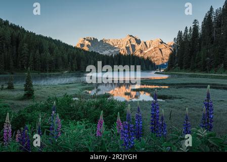 Misurina See oder Lago di Misurina in den Dolomiti Bergen mit Reflexion und Lupinen bei Sonnenaufgang. Alpensee in italienischen Alpen, Dolomiten, Italien Stockfoto
