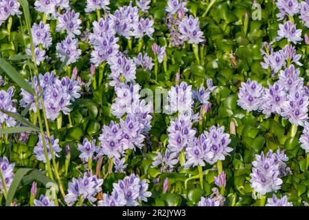 Stadtteich mit violetten Blumen, Wasserhyazinthen überwuchert. Stockfoto