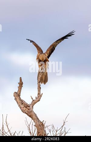 Der Pfeifdrachen landet auf einem Baum mit Kopierraum, Australien Stockfoto