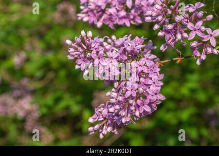 Makrotexturhintergrund blühender chinesischer Fliederblüten (syringa chinensis) in der Niederwinkelsonne Stockfoto