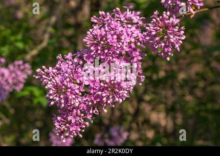Makrotexturhintergrund blühender chinesischer Fliederblüten (syringa chinensis) in der Niederwinkelsonne Stockfoto